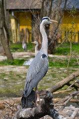 Portrait of a lonely Grey Heron in Schönbrunn zoo in Vienna, Austria
