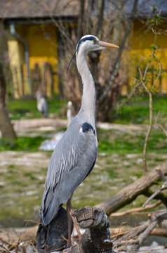 Portrait of a lonely Grey Heron in Schönbrunn zoo in Vienna, Austria