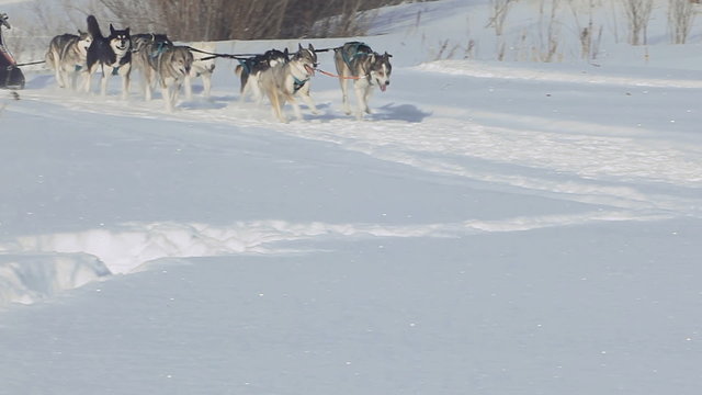 Team of husky sled dogs with dog-driver