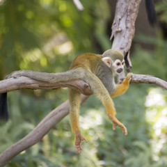 Squirrel monkey