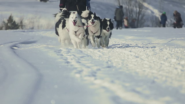 Team of husky sled dogs with dog-driver