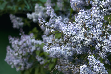 lilac brunch on spring time