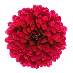 red chrysanthemum flower isolated