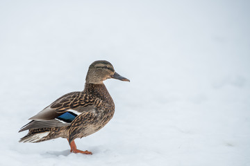 duck on ice in winter time