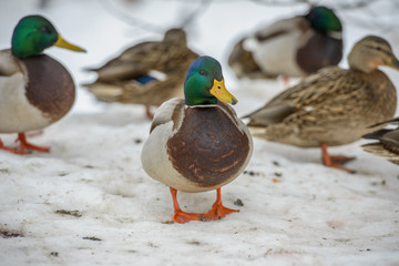 duck on ice in winter time