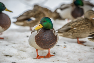 duck on ice in winter time