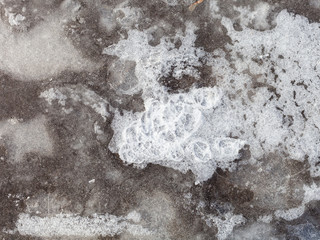 ice crust on frozen puddle