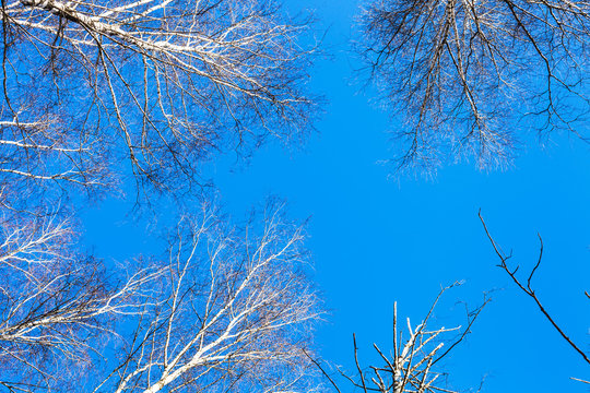 Fototapeta white birch tops and blue sky
