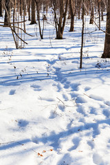 Fototapeta na wymiar footprint in snowy forest
