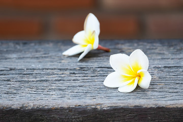 Fototapeta na wymiar White frangipani on top of wood with blur clay brick background