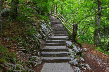 stairs in green forest.
