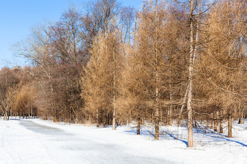 frozen footpath along bare larch trees in winter