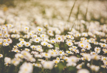 summer daisy field 
