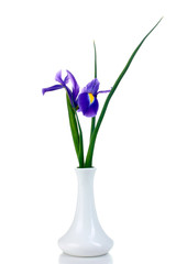 beautiful and fragrant purple flower in vase on white isolated background
