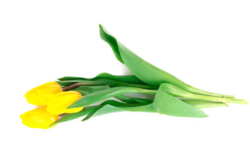 beautiful yellow tulips on a white isolated background