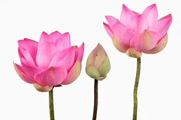 Photo sur Plexiglas fleur de lotus fleur de lotus isolé sur fond blanc.