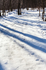 slippy country road in forest in sunny day