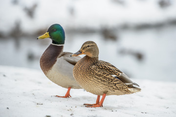 duck on ice in winter time