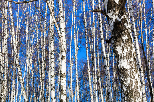 bare birch trunks and blue sky