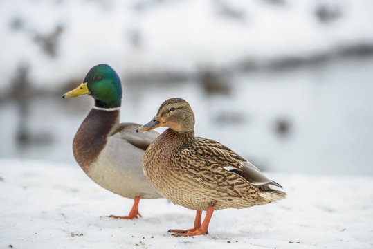 duck on ice in winter time - Powered by Adobe
