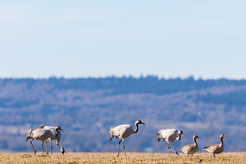 Obraz na płótnie Canvas Cranes with greylag geese on the field