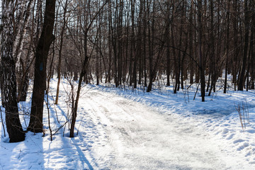 slippery road in snowy forest in sunny day
