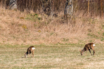 Roe deer grazing in a meadow in spring