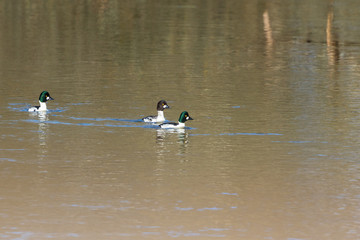 Three Goldeneye swimming in the lake in spring