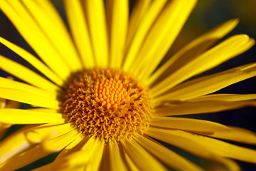 Yellow flower blossoming in spring time