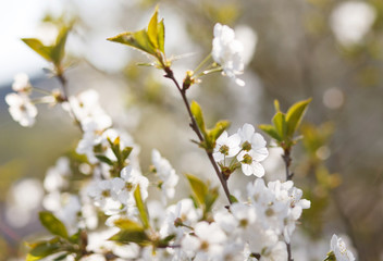 white flowers blooming on branch