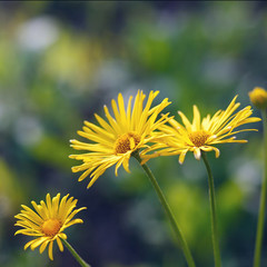Yellow flowers blossoming in spring time