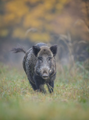 Wild boar, male, in autumn running from danger