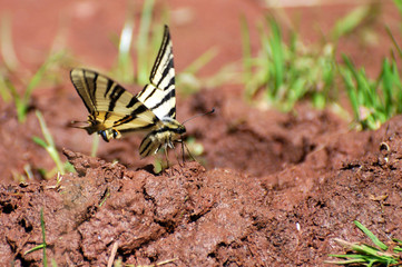 Iphiclides podalirius on the ground