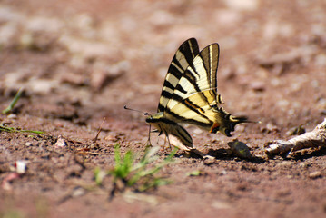 Iphiclides podalirius on the ground