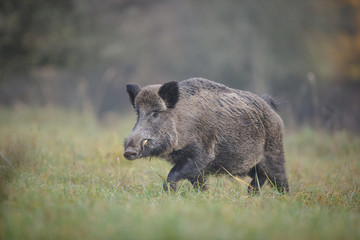 Wild boar, male, crossing forest clearing
