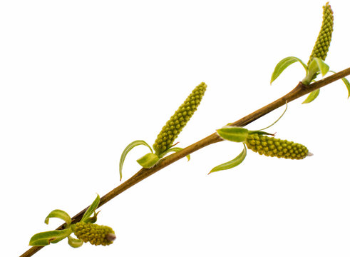 Spring willow twig isolated