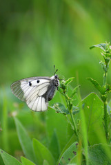 Parnassius mnemosyne, beautiful butterfly