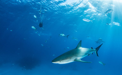 Fototapeta premium Caribbean reef shark