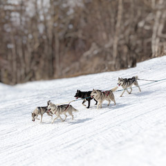 Fototapeta premium Dog Sledding - Travel Destination, Husky dog in the sled run in
