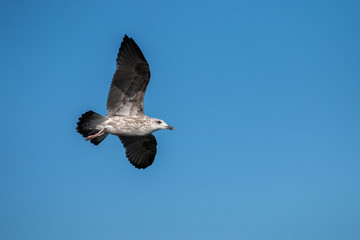 seagull bird in flight