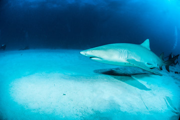 Obraz premium Lemon shark