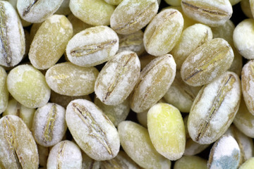 pearl barley closeup
