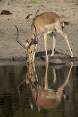 Impala (Aepyceros melampus)  del Timbavati Nature Reserve in Sud Africa

