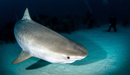 Tiger shark