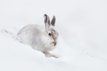 Naklejka premium Mountain Hare (Lepus timidus) sitting in the snow on a mountainside