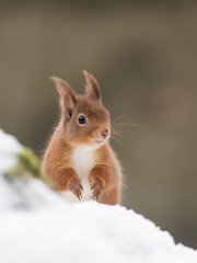 Red Squirrel (Sciurus vulgaris) in the forest in the snow