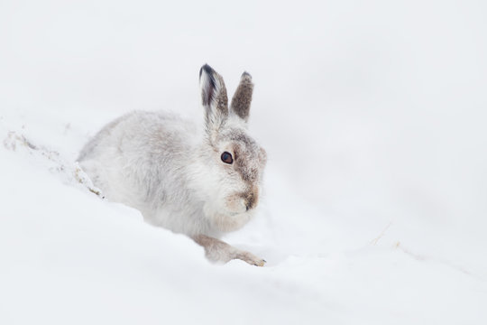 Mountain Hare (Lepus timidus) sitting in the snow on a mountainside