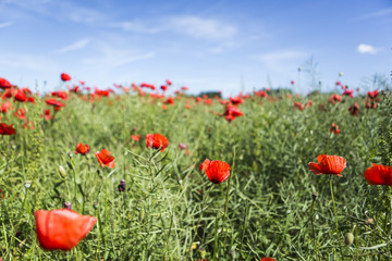 Poppy field