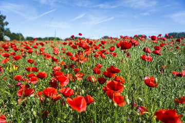 Obraz premium Poppy field