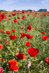 Poppy field